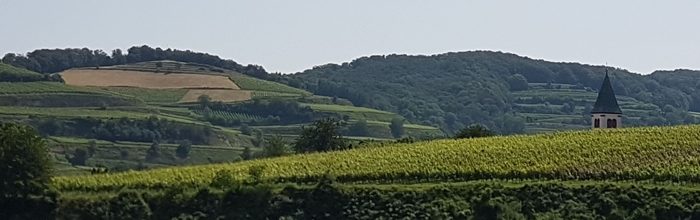 Landschaft mit Reben