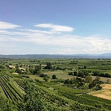 Landschaft mit Rebflächen und Ackerflächen