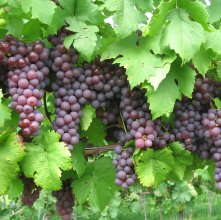 Rote Trauben am Weinstock